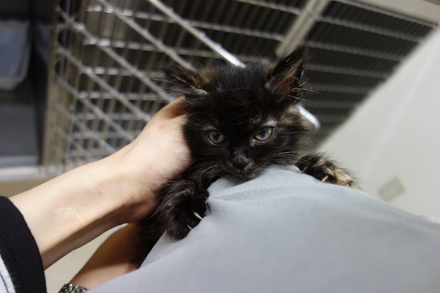 f:id:hiraryo0201:20170930193859j:plain