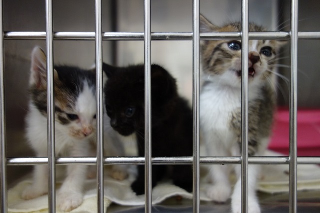 f:id:hiraryo0201:20170930193909j:plain