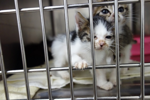 f:id:hiraryo0201:20170930193935j:plain