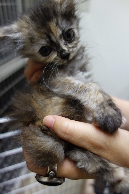 f:id:hiraryo0201:20170930194004j:plain