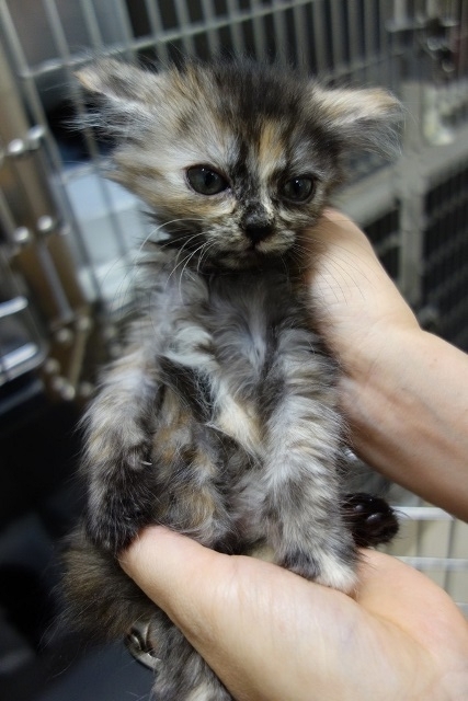 f:id:hiraryo0201:20170930194015j:plain