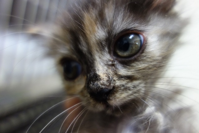 f:id:hiraryo0201:20170930194028j:plain