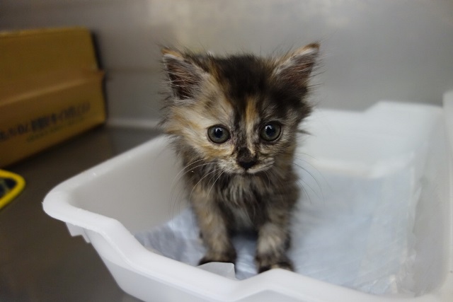 f:id:hiraryo0201:20170930194036j:plain