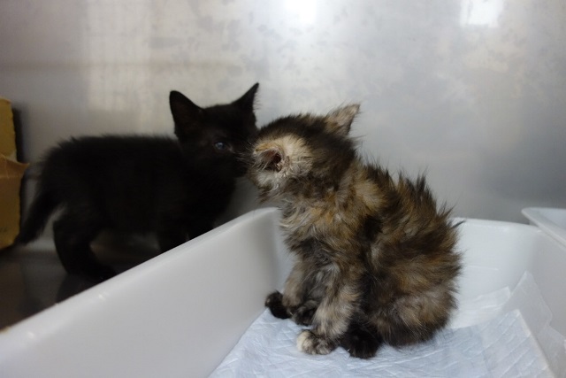 f:id:hiraryo0201:20170930194045j:plain