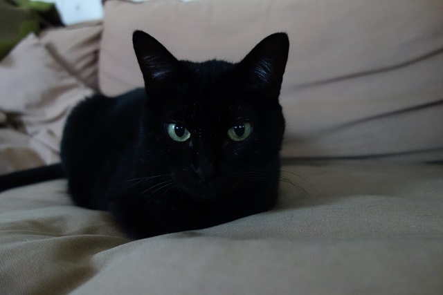 f:id:hiraryo0201:20171001030346j:plain f:id:hiraryo0201:20171001030346j:plain