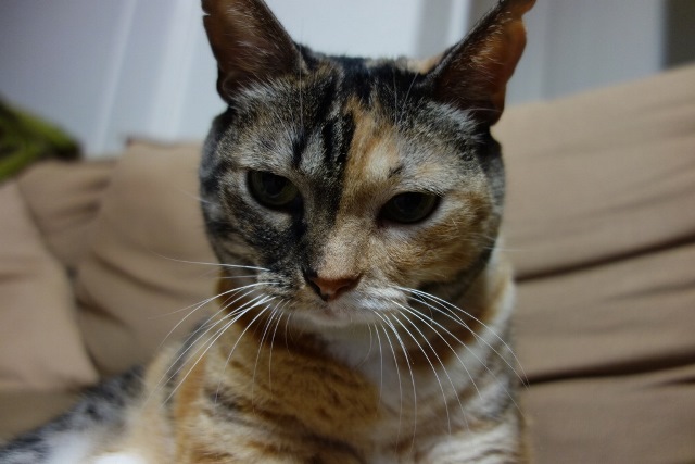 f:id:hiraryo0201:20171001030412j:plain f:id:hiraryo0201:20171001030412j:plain