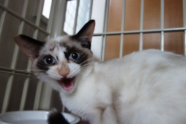 f:id:hiraryo0201:20171001030503j:plain f:id:hiraryo0201:20171001030503j:plain