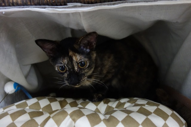 f:id:hiraryo0201:20171001030619j:plain f:id:hiraryo0201:20171001030619j:plain