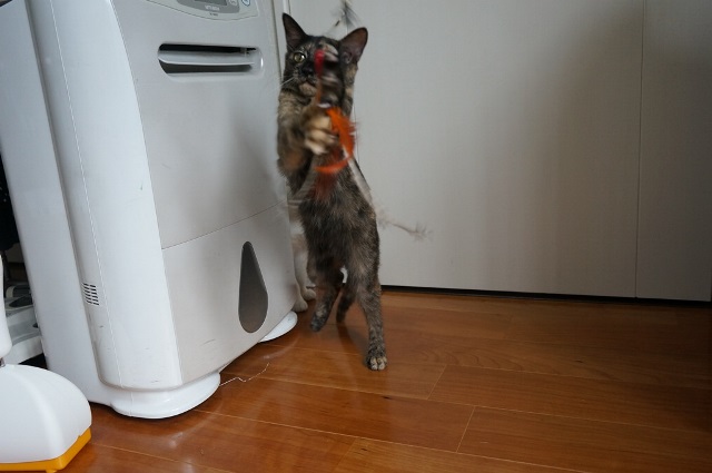 f:id:hiraryo0201:20171001030645j:plain f:id:hiraryo0201:20171001030645j:plain