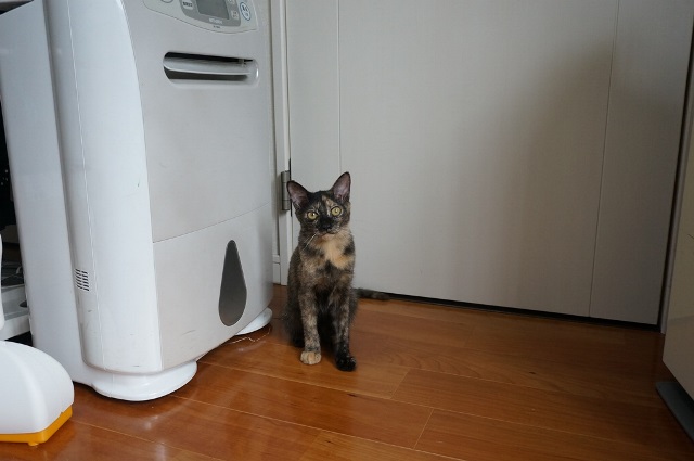 f:id:hiraryo0201:20171001030653j:plain f:id:hiraryo0201:20171001030653j:plain