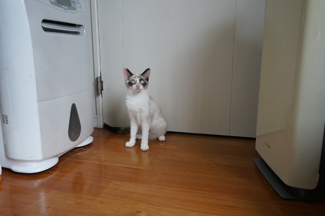 f:id:hiraryo0201:20171001030713j:plain f:id:hiraryo0201:20171001030713j:plain