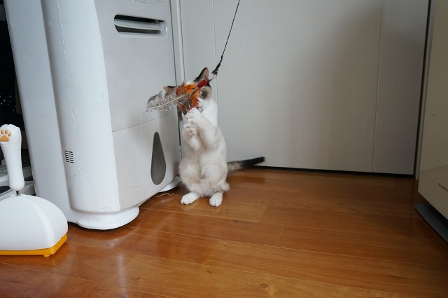 f:id:hiraryo0201:20171001030724j:plain f:id:hiraryo0201:20171001030724j:plain