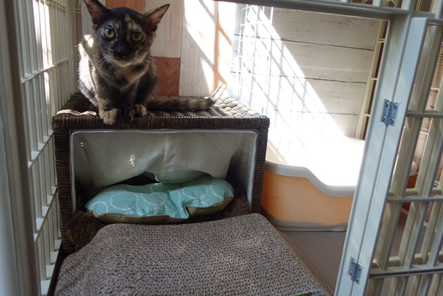 f:id:hiraryo0201:20171001104529j:plain f:id:hiraryo0201:20171001104529j:plain