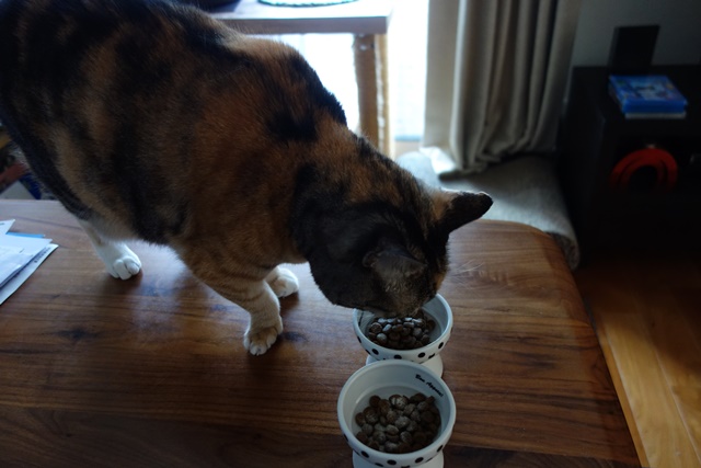 f:id:hiraryo0201:20171001104549j:plain f:id:hiraryo0201:20171001104549j:plain