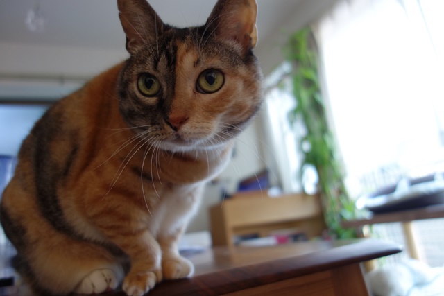 f:id:hiraryo0201:20171001104626j:plain f:id:hiraryo0201:20171001104626j:plain