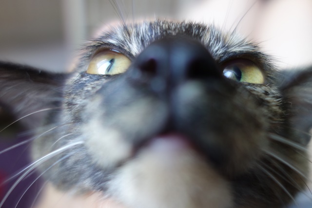 f:id:hiraryo0201:20171001104639j:plain f:id:hiraryo0201:20171001104639j:plain