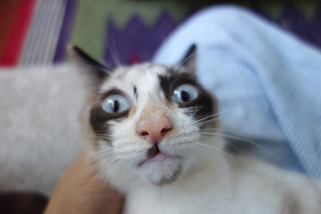 f:id:hiraryo0201:20171001104700j:plain f:id:hiraryo0201:20171001104700j:plain