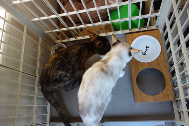 f:id:hiraryo0201:20171001104716j:plain f:id:hiraryo0201:20171001104716j:plain