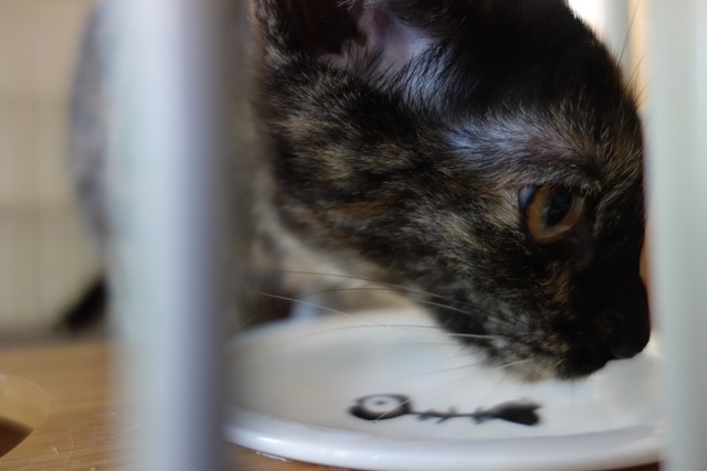 f:id:hiraryo0201:20171001104724j:plain f:id:hiraryo0201:20171001104724j:plain