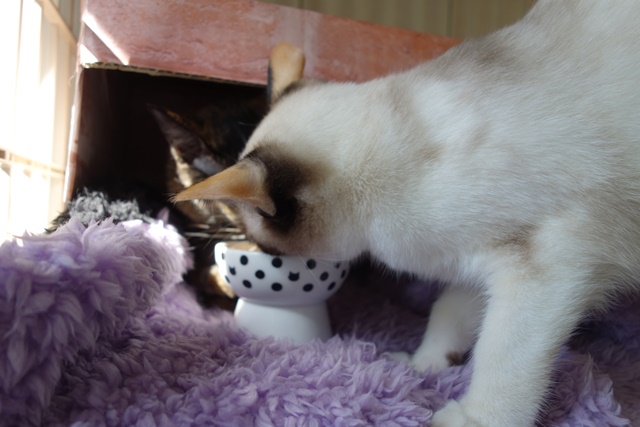 f:id:hiraryo0201:20171001104824j:plain f:id:hiraryo0201:20171001104824j:plain