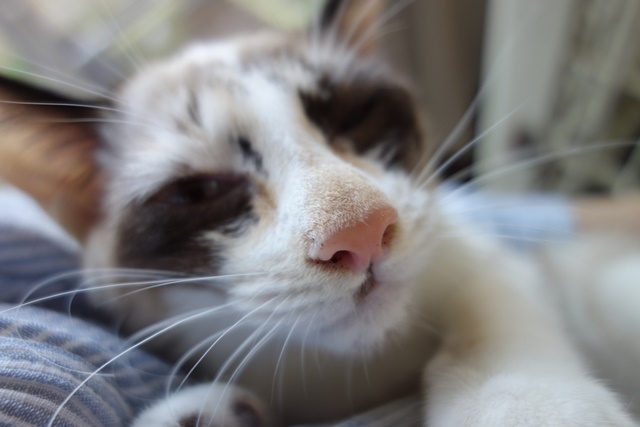 f:id:hiraryo0201:20171001104831j:plain f:id:hiraryo0201:20171001104831j:plain