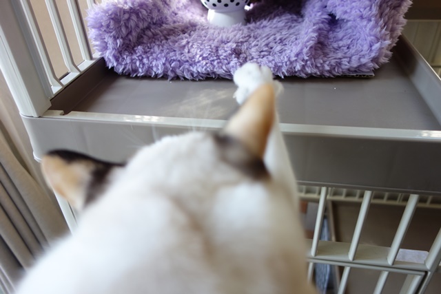 f:id:hiraryo0201:20171001104840j:plain f:id:hiraryo0201:20171001104840j:plain