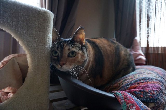 f:id:hiraryo0201:20171001120804j:plain f:id:hiraryo0201:20171001120804j:plain