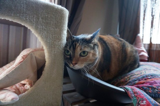 f:id:hiraryo0201:20171001120815j:plain f:id:hiraryo0201:20171001120815j:plain