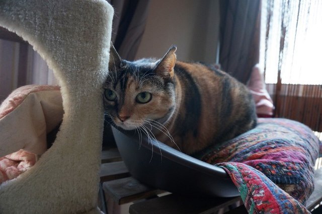 f:id:hiraryo0201:20171001120825j:plain f:id:hiraryo0201:20171001120825j:plain