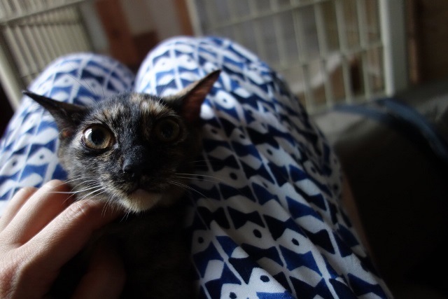 f:id:hiraryo0201:20171001120903j:plain f:id:hiraryo0201:20171001120903j:plain