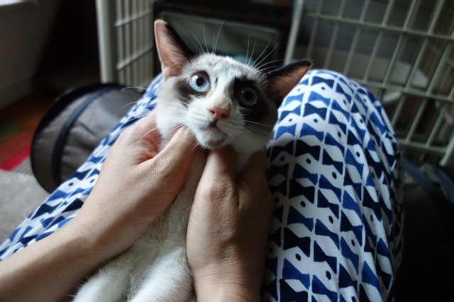 f:id:hiraryo0201:20171001120915j:plain f:id:hiraryo0201:20171001120915j:plain