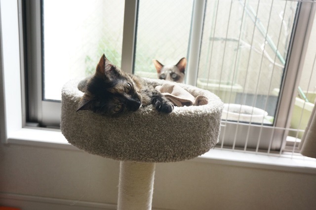 f:id:hiraryo0201:20171001121038j:plain f:id:hiraryo0201:20171001121038j:plain