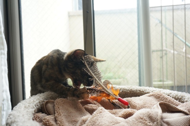 f:id:hiraryo0201:20171001124842j:plain f:id:hiraryo0201:20171001124842j:plain