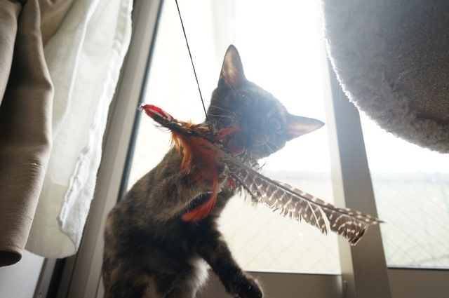 f:id:hiraryo0201:20171001124904j:plain f:id:hiraryo0201:20171001124904j:plain