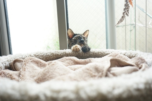 f:id:hiraryo0201:20171001124942j:plain f:id:hiraryo0201:20171001124942j:plain