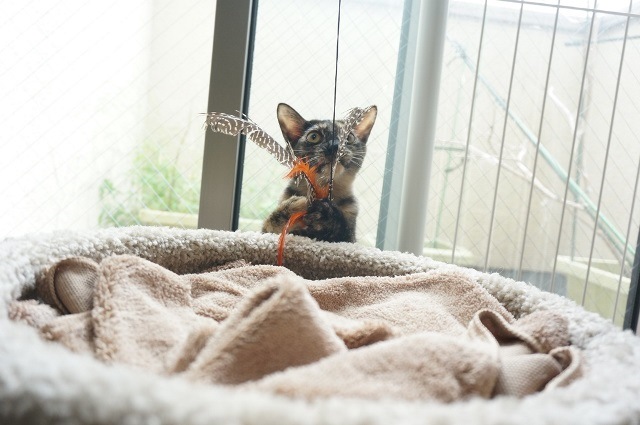 f:id:hiraryo0201:20171001125015j:plain f:id:hiraryo0201:20171001125015j:plain