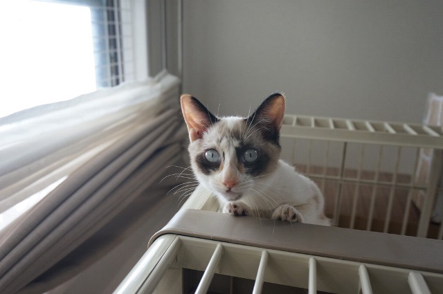 f:id:hiraryo0201:20171001125052j:plain f:id:hiraryo0201:20171001125052j:plain