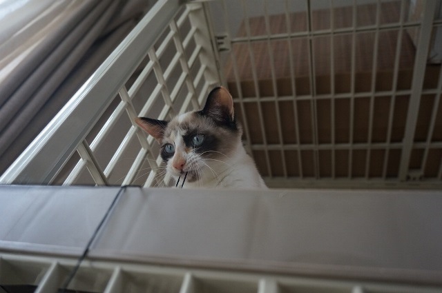 f:id:hiraryo0201:20171001125117j:plain f:id:hiraryo0201:20171001125117j:plain