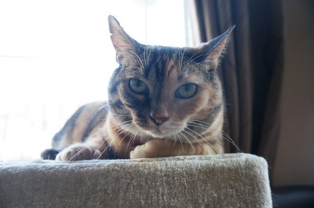 f:id:hiraryo0201:20171001125822j:plain f:id:hiraryo0201:20171001125822j:plain