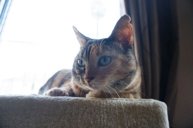 f:id:hiraryo0201:20171001125845j:plain f:id:hiraryo0201:20171001125845j:plain