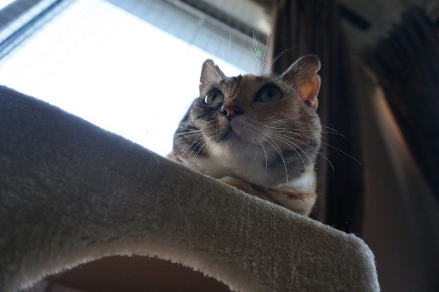 f:id:hiraryo0201:20171001125855j:plain f:id:hiraryo0201:20171001125855j:plain