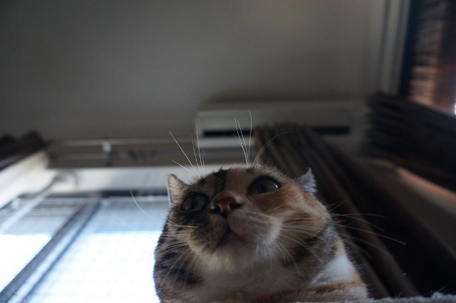 f:id:hiraryo0201:20171001125912j:plain f:id:hiraryo0201:20171001125912j:plain