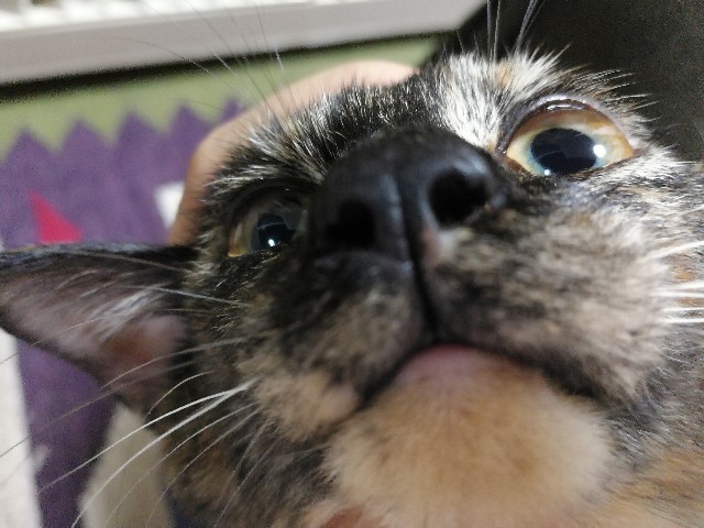 f:id:hiraryo0201:20171003190828j:image f:id:hiraryo0201:20171003190828j:image