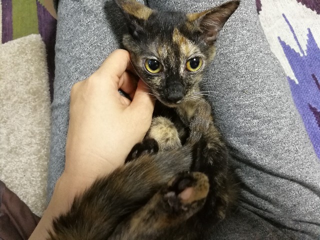 f:id:hiraryo0201:20171004184741j:image f:id:hiraryo0201:20171004184741j:image