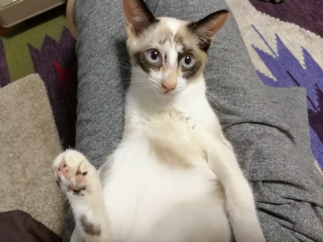 f:id:hiraryo0201:20171004184759j:image f:id:hiraryo0201:20171004184759j:image