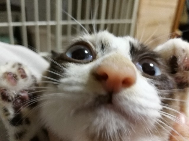 f:id:hiraryo0201:20171006075006j:image