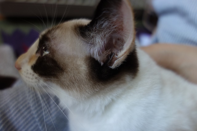 f:id:hiraryo0201:20171009170236j:plain f:id:hiraryo0201:20171009170236j:plain