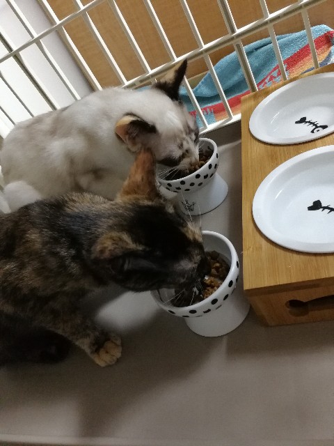 f:id:hiraryo0201:20171011002316j:image f:id:hiraryo0201:20171011002316j:image