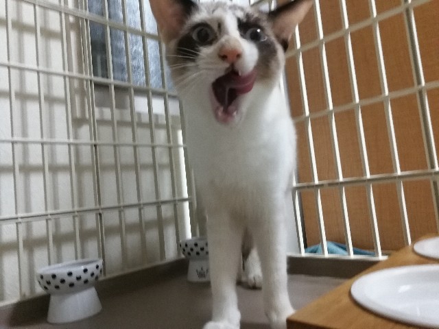 f:id:hiraryo0201:20171011211259j:image f:id:hiraryo0201:20171011211259j:image