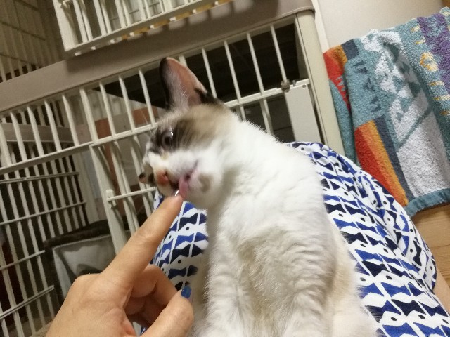 f:id:hiraryo0201:20171012215022j:image